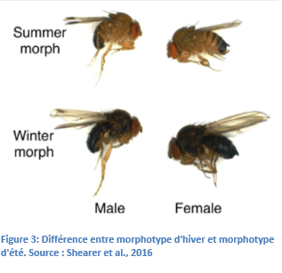 Différence entre morphotype d'hiver et morphotype d'été